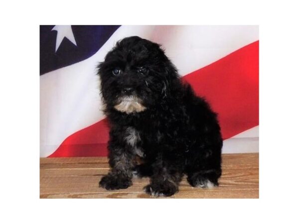 Cock A Poo 2nd Gen DOG Male Black 13035 Petland Batavia, Illinois