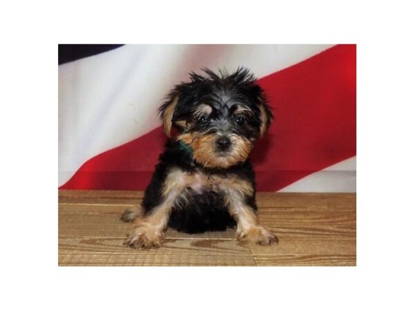 Morkie-DOG-Female-Black / Tan-13036-Petland Batavia, Illinois