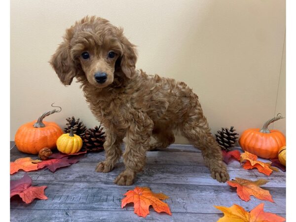 MOYEN POODLE-DOG-Female-Red-20979-Petland Batavia, Illinois