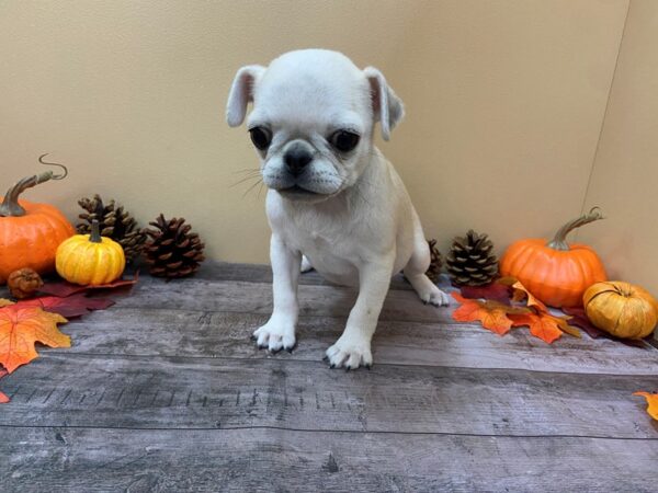 Pug DOG Female Chinchilla 20971 Petland Batavia, Illinois