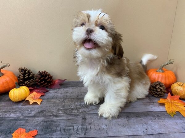 Shih Tzu-DOG-Male-Gold and White-20977-Petland Batavia, Illinois