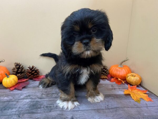 Cava Tzu DOG Male Black, Tri Colored Markings 20973 Petland Batavia, Illinois