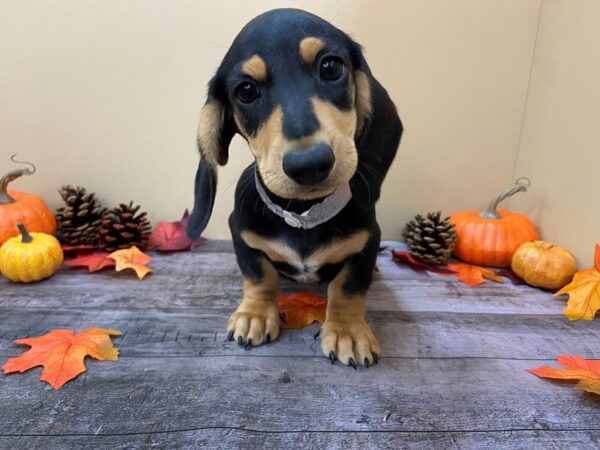 Dachshund-DOG-Male-Black & Tan-21267-Petland Batavia, Illinois