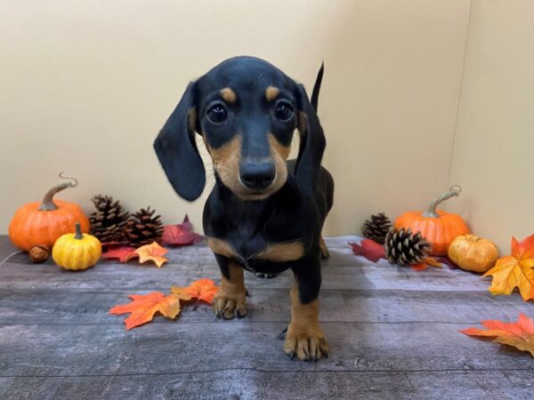 Dachshund DOG Female Black & Tan 20989 Petland Batavia, Illinois