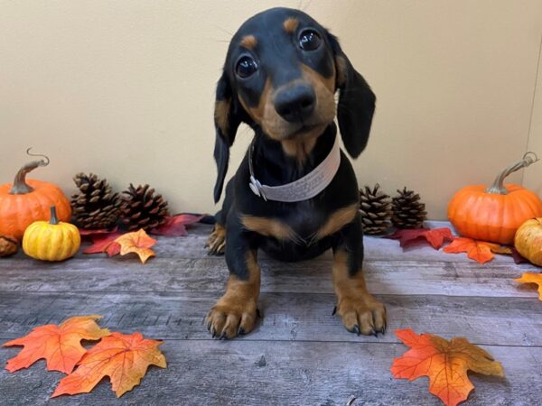 Dachshund-DOG-Female-Black & Tan-20990-Petland Batavia, Illinois