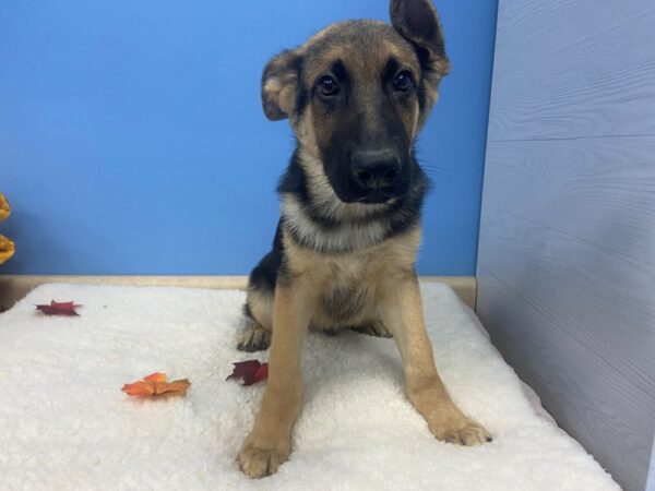 German Shepherd DOG Male Black & Tan 20987 Petland Batavia, Illinois