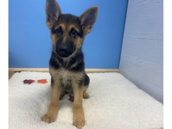 German Shepherd DOG Female Black and Tan 13050 Petland Batavia, Illinois