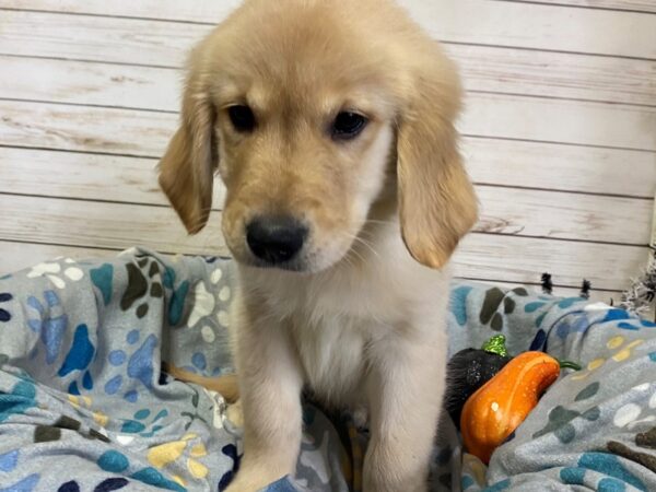 Golden Retriever DOG Male Cream 21236 Petland Batavia, Illinois