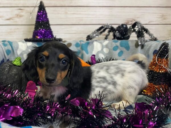 Dachshund-DOG-Female-White Black / Tan-21243-Petland Batavia, Illinois