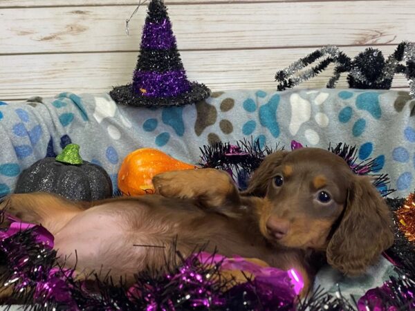 Dachshund DOG Female Chocolate / Tan 21242 Petland Batavia, Illinois