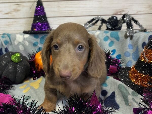 Dachshund-DOG-Male-Chocolate Sabled Red-21241-Petland Batavia, Illinois