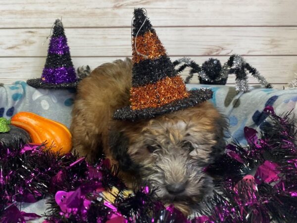 Soft Coated Wheaten Terrier-DOG-Female-Wheaten-21240-Petland Batavia, Illinois