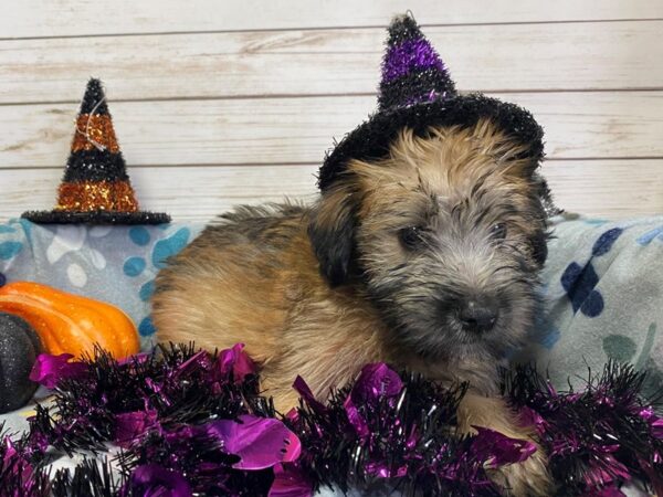 Soft Coated Wheaten Terrier DOG Male Wheaten 21239 Petland Batavia, Illinois