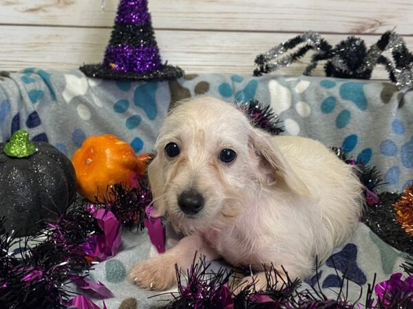 Doxie-Poo DOG Female White 21238 Petland Batavia, Illinois