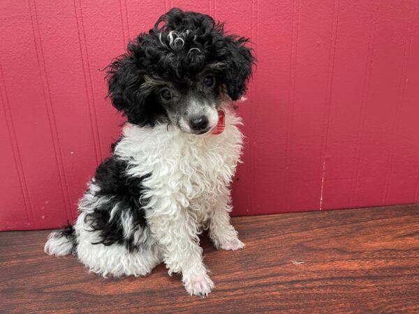 Poodle Mini-DOG-Female-White / Black-13047-Petland Batavia, Illinois