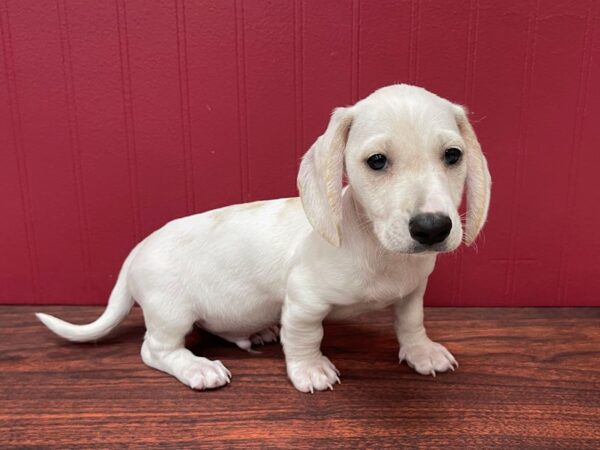 Dachshund-DOG-Male-Cream / White piebald-13048-Petland Batavia, Illinois