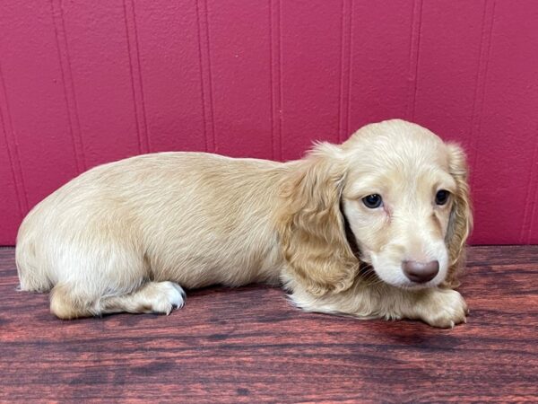 Dachshund-DOG-Male-Light Red-13049-Petland Batavia, Illinois