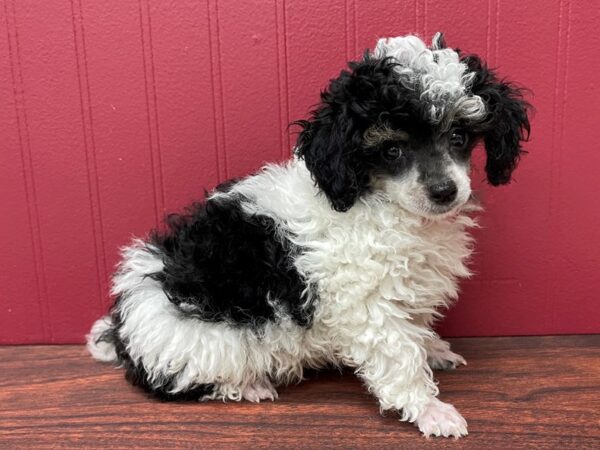 Poodle Mini-DOG-Male-White / Black-13046-Petland Batavia, Illinois