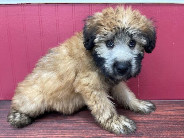 Soft Coated Wheaten Terrier-DOG-Female-Wheaten-13045-Petland Batavia, Illinois