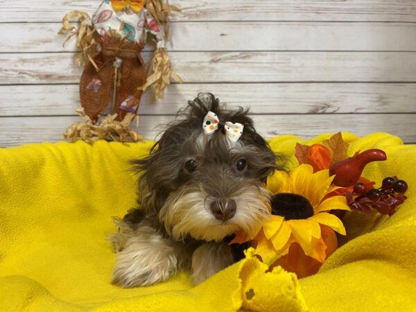 Havanese-DOG-Male-Chocolate-21237-Petland Batavia, Illinois