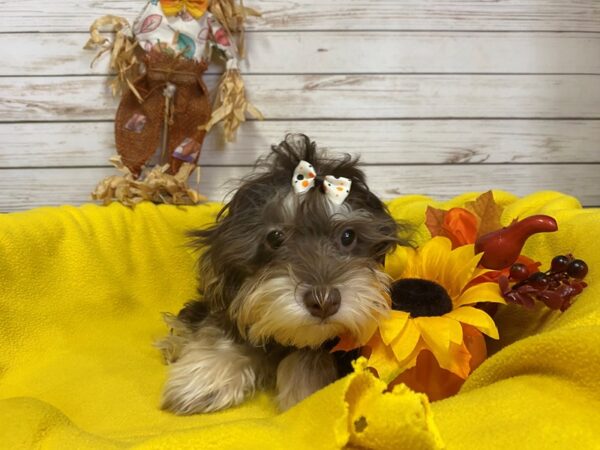 Havanese DOG Male Chocolate 21237 Petland Batavia, Illinois