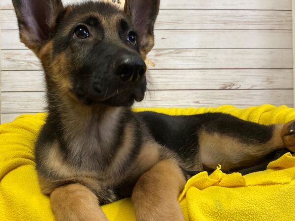 German Shepherd Dog DOG Male Black / Tan 21234 Petland Batavia, Illinois