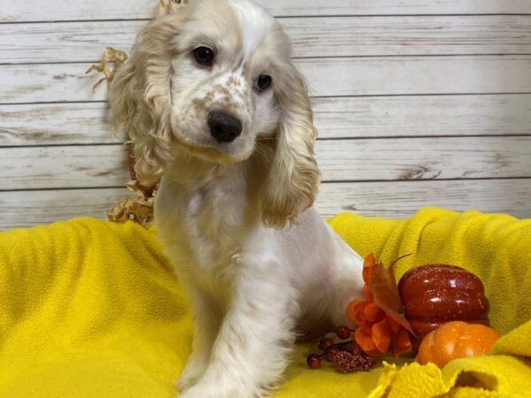 Cocker Spaniel DOG Male Tan / White 21235 Petland Batavia, Illinois