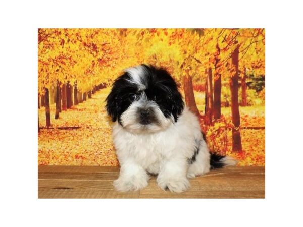 Shih Tzu DOG Female Black / White 21251 Petland Batavia, Illinois