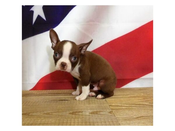 Boston Terrier DOG Male Seal / White 21250 Petland Batavia, Illinois