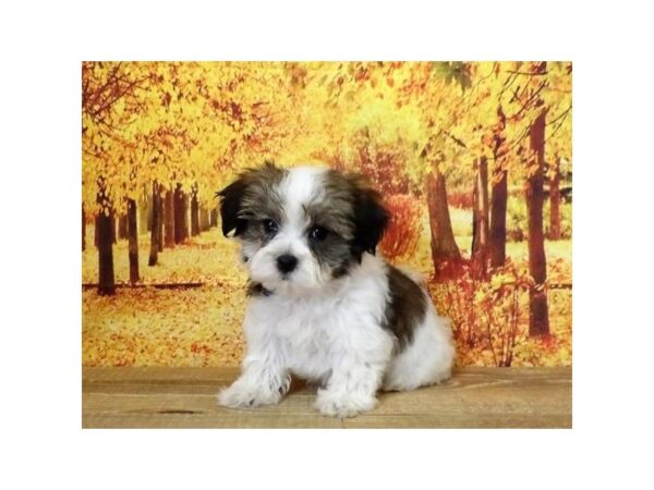 Havachon DOG Female Gold / White 21008 Petland Batavia, Illinois