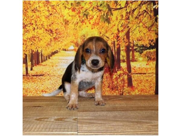 Beagle DOG Female Black White / Tan 21006 Petland Batavia, Illinois