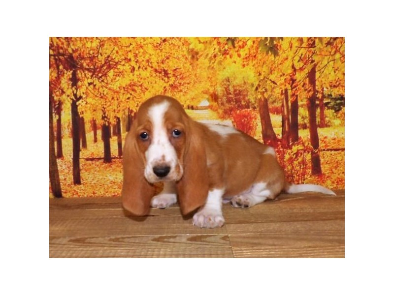 Red and white sales basset hound puppies