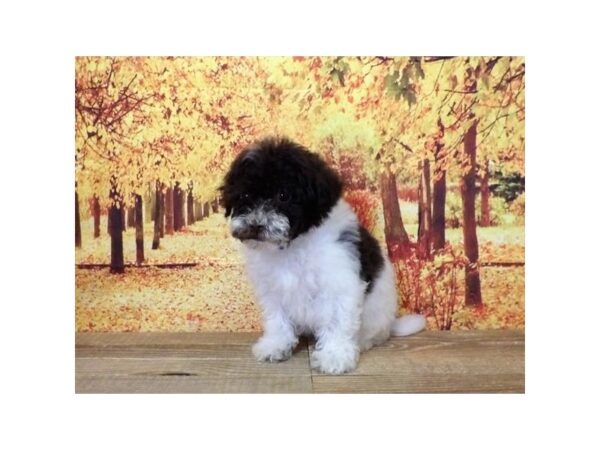 Bichon Poo DOG Female Chocolate / White 21253 Petland Batavia, Illinois