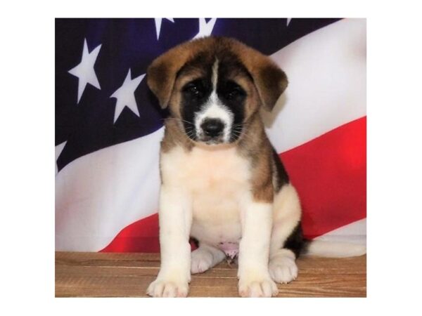 Akita DOG Male Brindle / White 21247 Petland Batavia, Illinois