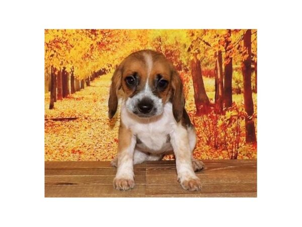 Beagle DOG Female Black White / Tan 21249 Petland Batavia, Illinois