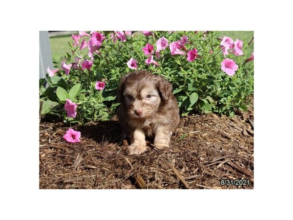 Hava Poo-DOG-Male-Chocolate-21257-Petland Batavia, Illinois