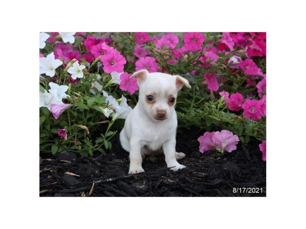Chihuahua DOG Female Cream / White 21254 Petland Batavia, Illinois