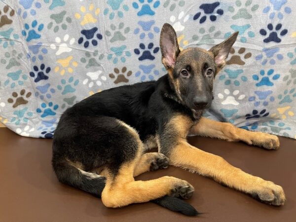 German Shepherd Dog DOG Male Black / Tan 13060 Petland Batavia, Illinois