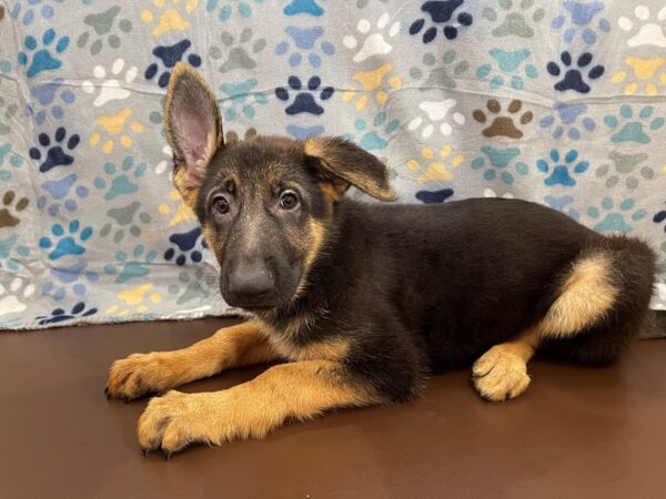 German Shepherd Dog DOG Female Black / Tan 13059 Petland Batavia, Illinois