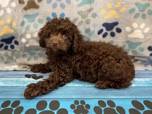 Cock A Poo-DOG-Female-Chocolate-13061-Petland Batavia, Illinois