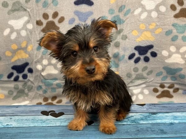 Silky Terrier DOG Male Black / Tan 13058 Petland Batavia, Illinois