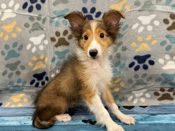 Shetland Sheepdog-DOG-Male-Sable / White-13057-Petland Batavia, Illinois