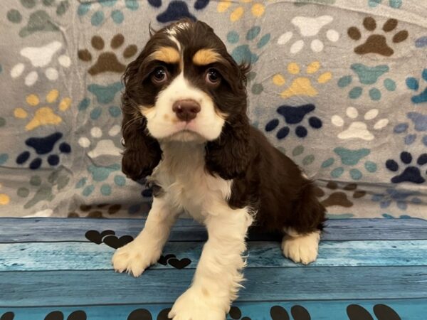 Cocker Spaniel DOG Male Chocolate / White 13056 Petland Batavia, Illinois