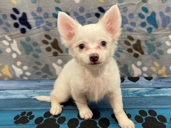 Petland chihuahua sales