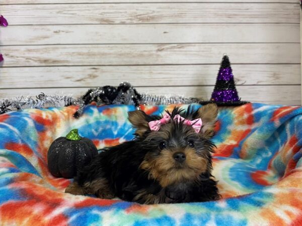 Silky Terrier DOG Male Black / Tan 21256 Petland Batavia, Illinois