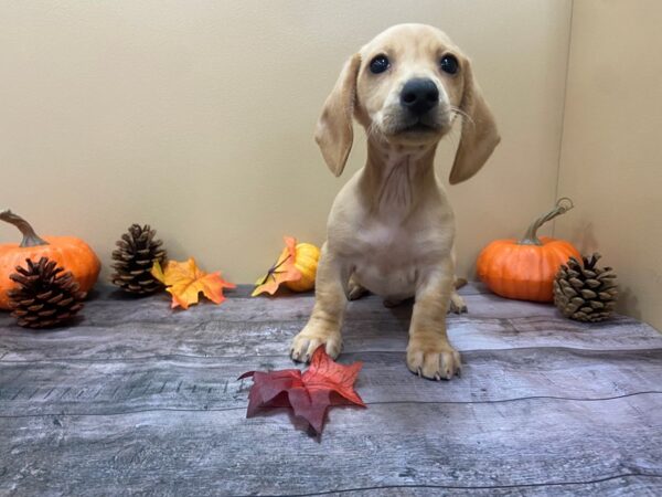 Dachshund-DOG-Male-Light Red-13062-Petland Batavia, Illinois