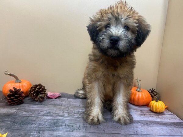 Soft Coated Wheaten Terrier DOG Male Wheaten 21005 Petland Batavia, Illinois