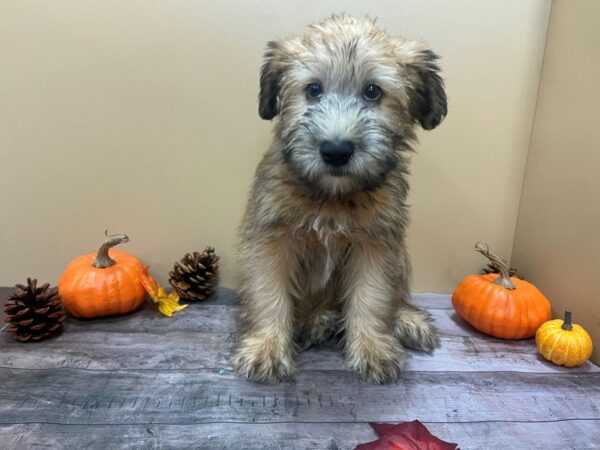 Soft Coated Wheaten Terrier-DOG-Male-Wheaten-21266-Petland Batavia, Illinois