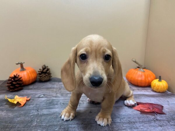 Dachshund-DOG-Female-Light Red-13063-Petland Batavia, Illinois