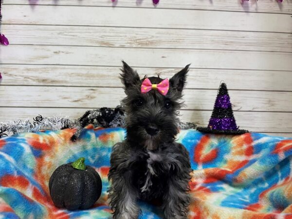 Miniature Schnauzer DOG Female Salt / Pepper 21255 Petland Batavia, Illinois